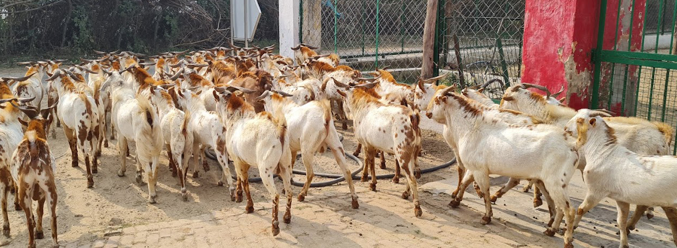 Einstein Scientific Goat Farming Training Center , Mathura